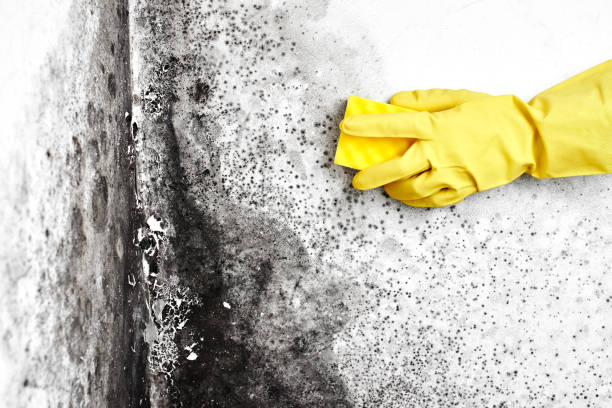 Best Real Estate Mold Inspection  in Abbotsford, WI